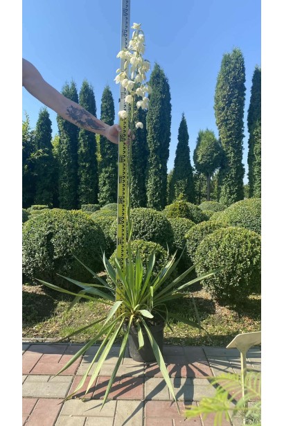 Юкка нитчата  - 5л/вис.30-40см/Ø30-40см